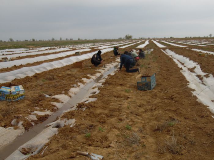 Без братьев-узбеков никак