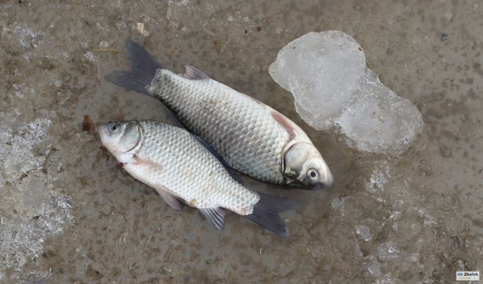 Теперь учёные наморщат лбы 