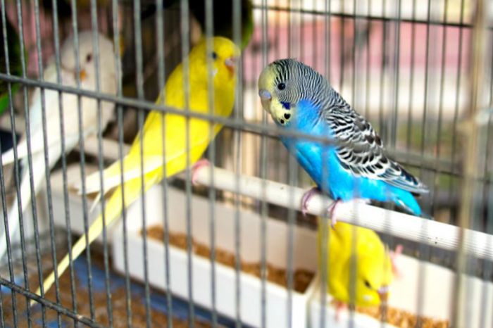 На границе задержана казахстанка с 200 попугаями  