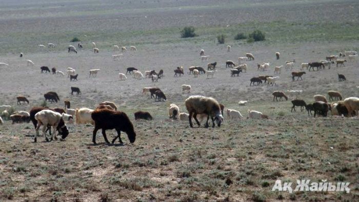 Дикость с цифрами и молчание ягнят