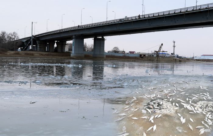 Уральную рыбу погубили жидкий хлор «Атырау Су Арнасы» и попустительство чиновников