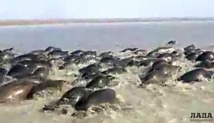 Напуганную стаю тюленей в Каспийском море сняли на видео 