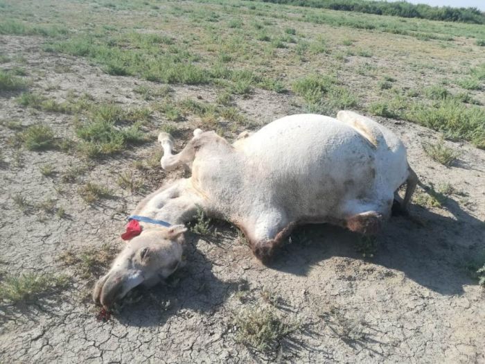 Ветеринары не могут установить причины падежа верблюдов в Жылыойском районе 