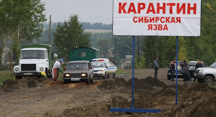 Карантин из-за сибирской язвы ввели в селе Акмолинской области