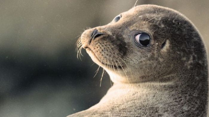 Судьбой каспийского тюленя обеспокоены чиновники 