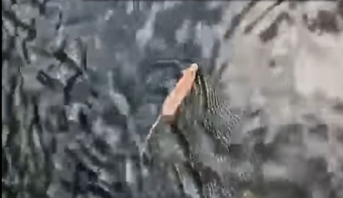 В Шымкенте полчища крыс устроили массовый заплыв на реке 