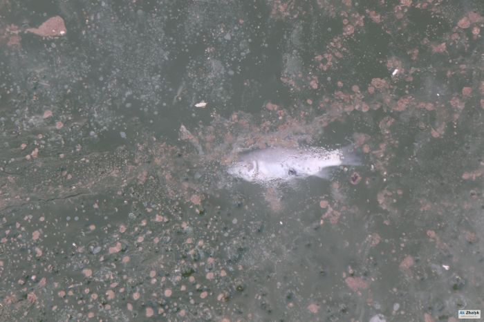 В Урале обнаружена мертвая рыба