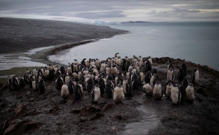 Ученые зафиксировали в Антарктике рекордно высокую температуру