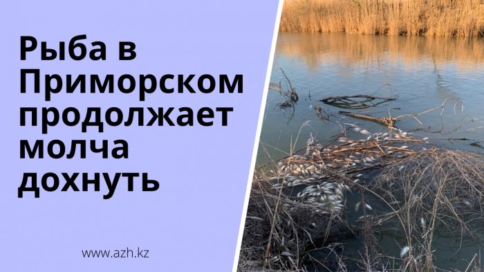 Рыба в Приморском продолжает молча дохнуть 