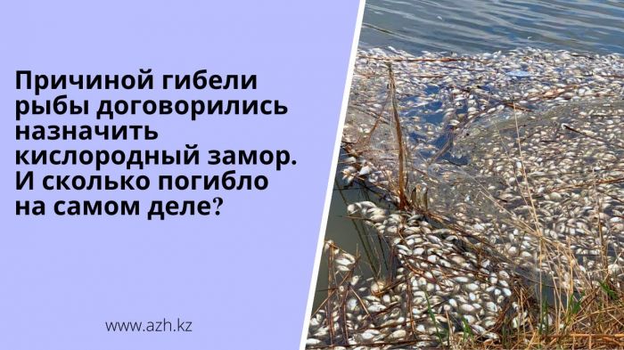 Причиной гибели рыбы договорились назначить кислородный замор. И сколько погибло на самом деле?