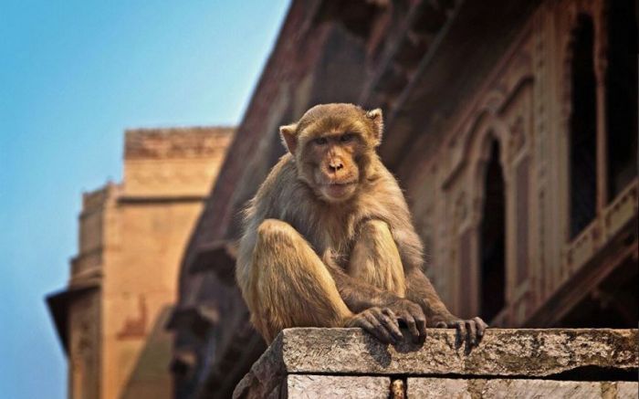 В Индии обезьяны похитили образцы крови возможных носителей COVID-19