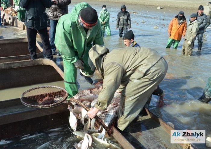 В Атырауской области большая часть рыбы перерабатывается на экспорт 