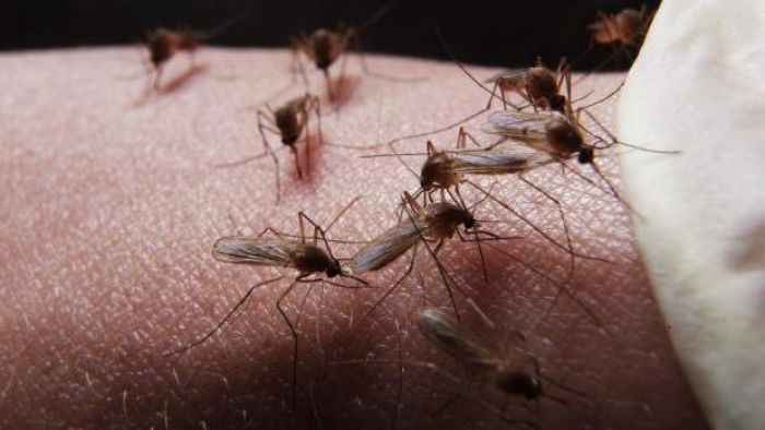 «Новая волна» комарья в Атырау: боятся яда, но не очень
