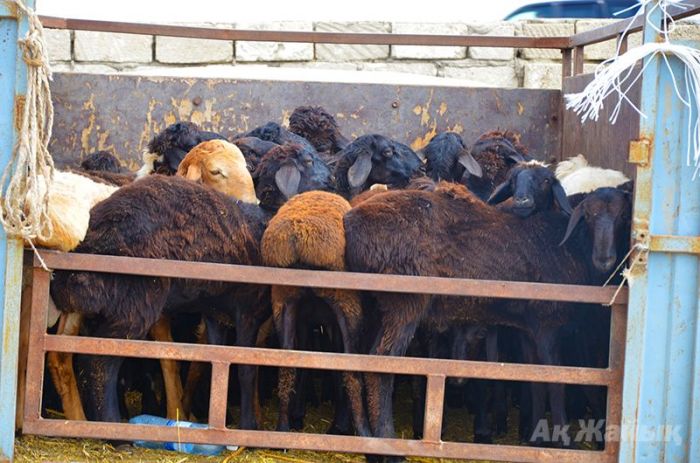 Курбан Айт нынче дорог