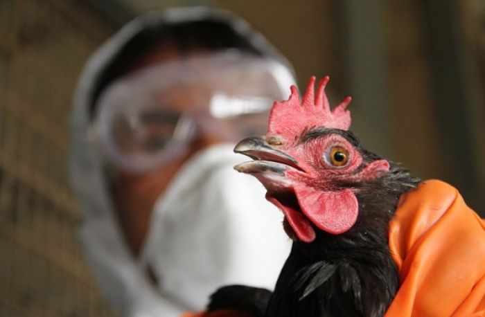 Птичий грипп выявлен уже в пяти областях Казахстана 