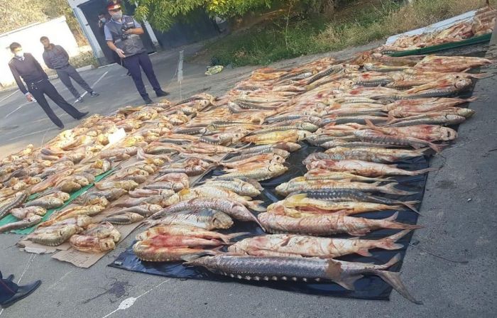В ходе операции «Бекіре» атырауские полицейские задержали «Тойоту» с тонной красной рыбы