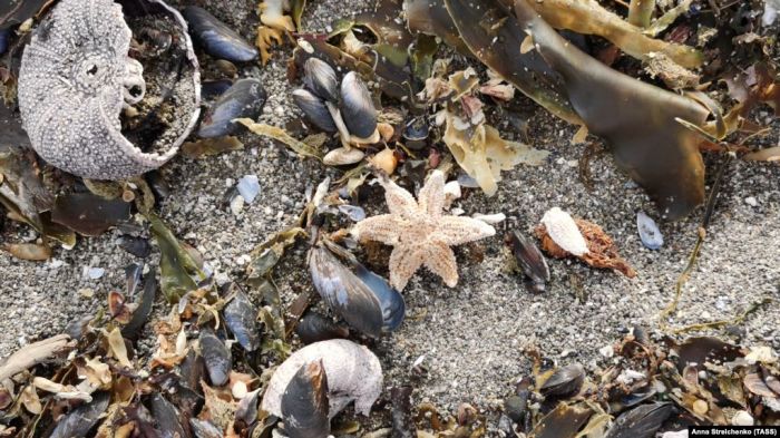 В Авачинской бухте на Камчатке погибло более 95 процентов морских организмов