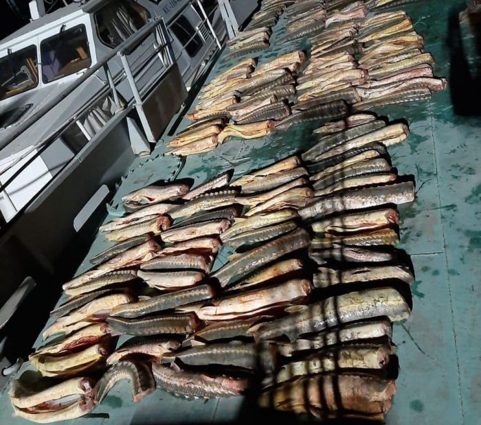 Атырауские полицейские поймали браконьера с 6 центнерами красной рыбы
