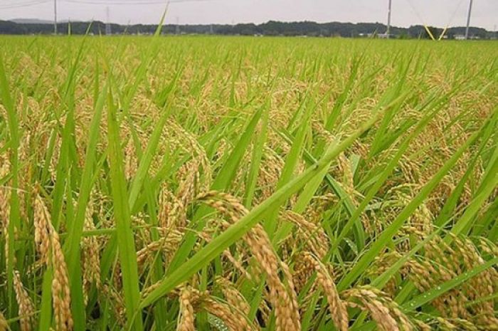 Посевы риса сократят в Кызылординской области