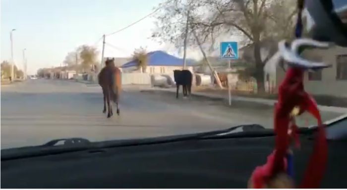 Осторожно, в городе лошади! 