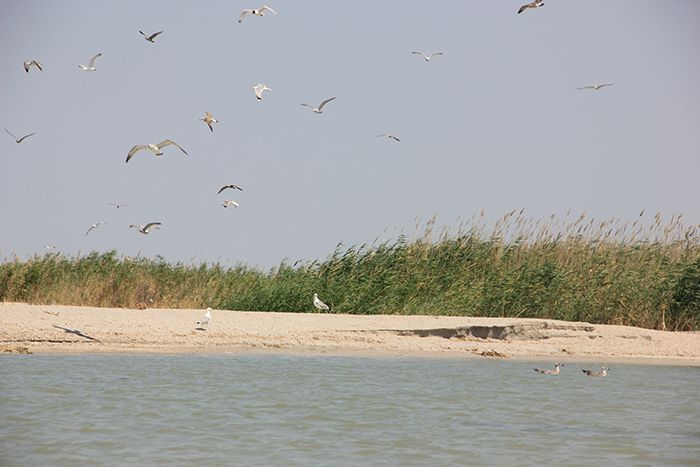 В резервате «Акжайык» гибнут птицы