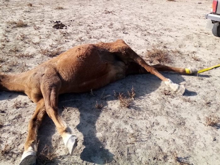Почему в Исатайском районе гибнут лошади
