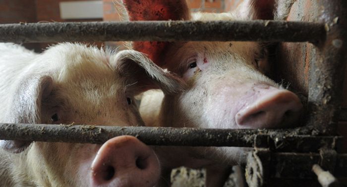 7,2 млрд тенге составил ущерб экологии от свинофермы в Актюбинской области 