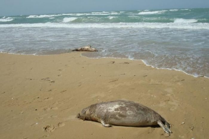 Сотни мертвых тюленей нашли на берегу Каспия