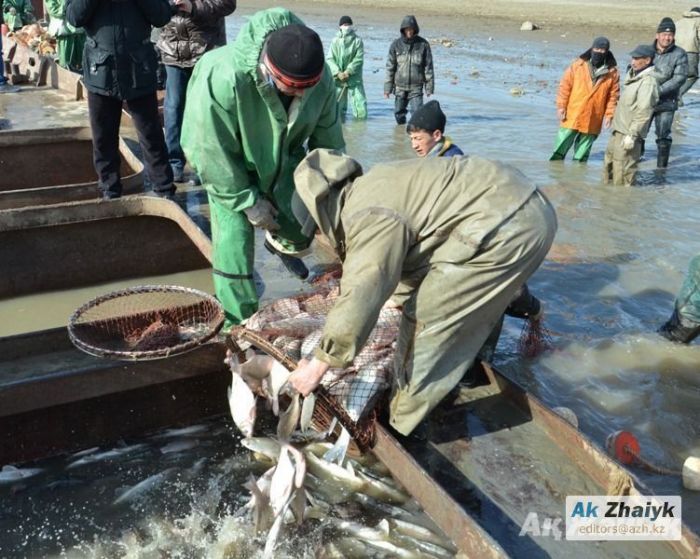 Казахстан обладает значительным потенциалом развития рыбной отрасли - Мамин