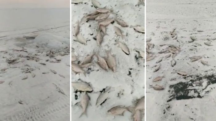 Видео с мертвой рыбой на Балхаше возмутило казахстанцев 