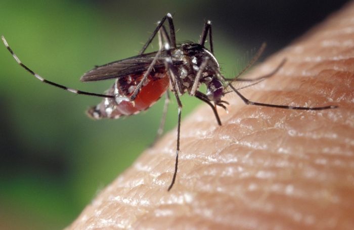 3 млн евро на травлю комаров в Павлодарской области: в акимате сообщили подробности 
