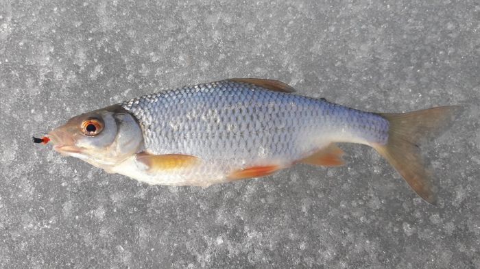 Рыбца лови, а за кутума ответишь. Вот только как их различить? 