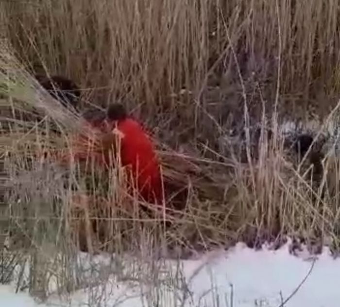 Кызылкогинцы вышли косить камыш, мешающий притоку воды 