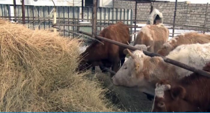 Кто-то скот ворует, кто-то продаёт