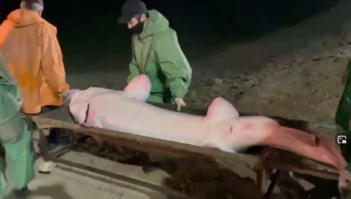 150-килограммовую белугу поймали в Атырау