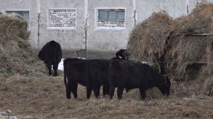Случай бешенства у коровы зафиксировали в СКО