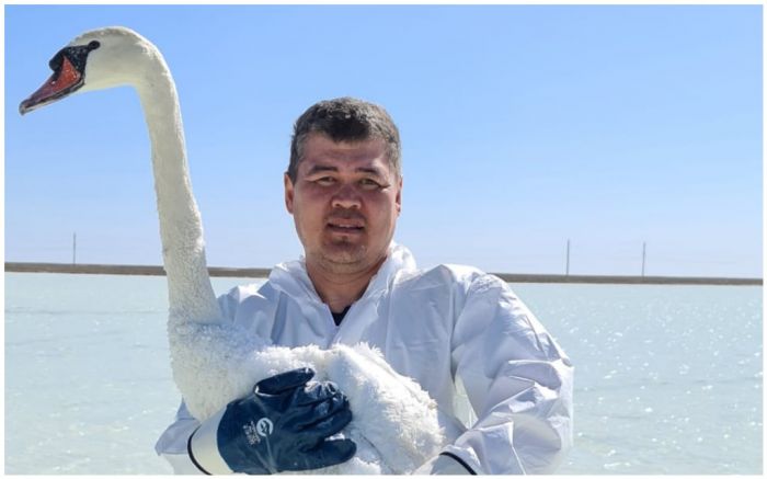 Суровые нефтяники Кошкара спасли пять пар лебедей. Это было трогательно 