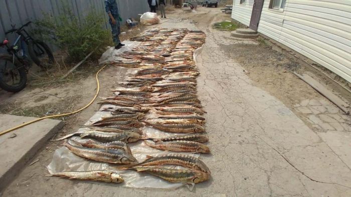 Во дворе жителя Атырау обнаружили сразу тонну красной рыбы 