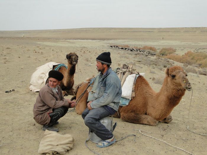 В Туркменистане усилили надзор за владельцами верблюдов и продавцов верблюжатины