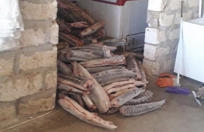 ​Тайник браконьеров с тремя тоннами осетрины обнаружили в Мангистау