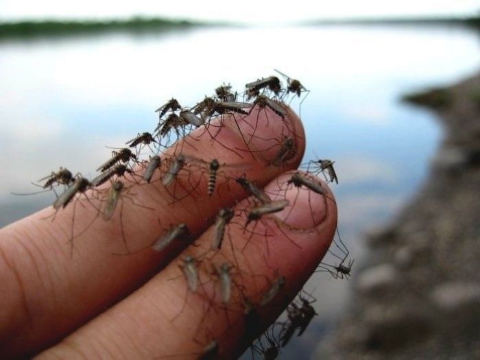 Переносят ли комары коронавирус – ответ ВОЗ 