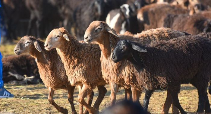 В Кызылординской области от голода, засухи и болезней гибнет скот 