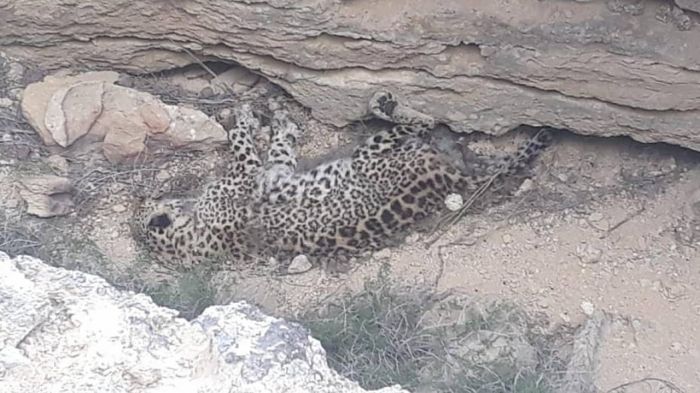 Мертвого леопарда нашли в Казахстане 