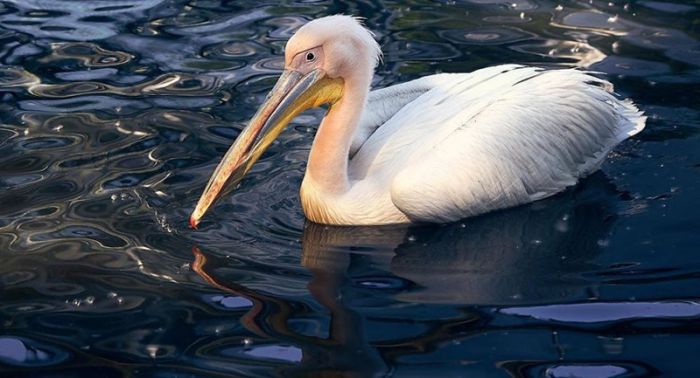 Розовый пеликан, отбившийся от стаи, поселился в ботаническом саду Петропавловска