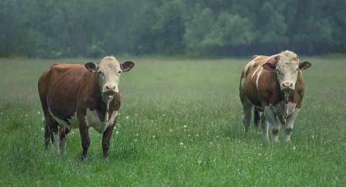 Скот будут массово продавать по бросовой цене, может подорожать мясо и молоко – «Атамекен» 