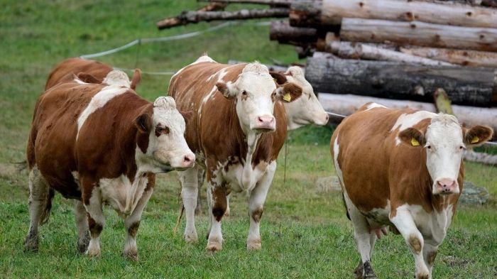 Сельчане вынуждены уничтожать скот в Северном Казахстане 