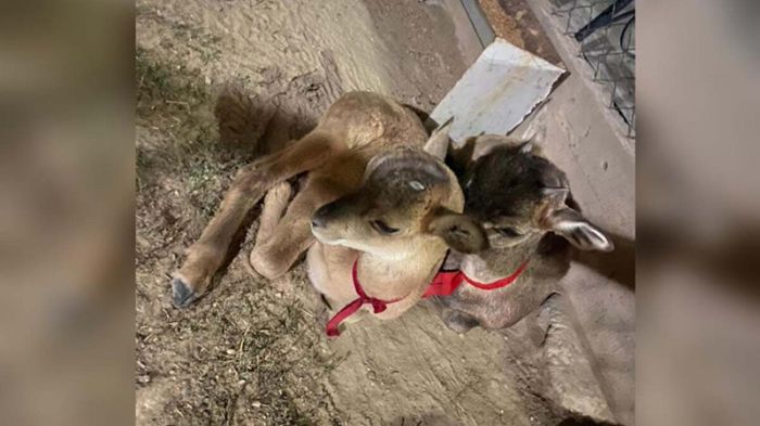 Ягнят краснокнижного архара изъяли у сельчанина в Кентау