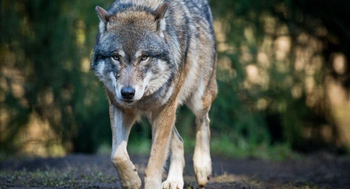 В Костанайской области от укусов волка скончалась женщина