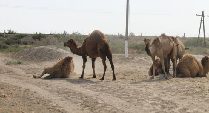 На юге Казахстана верблюдов поражает опасная болезнь