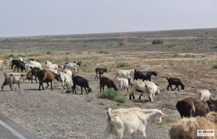 Токаеву доложили о ситуации с падежом скота 